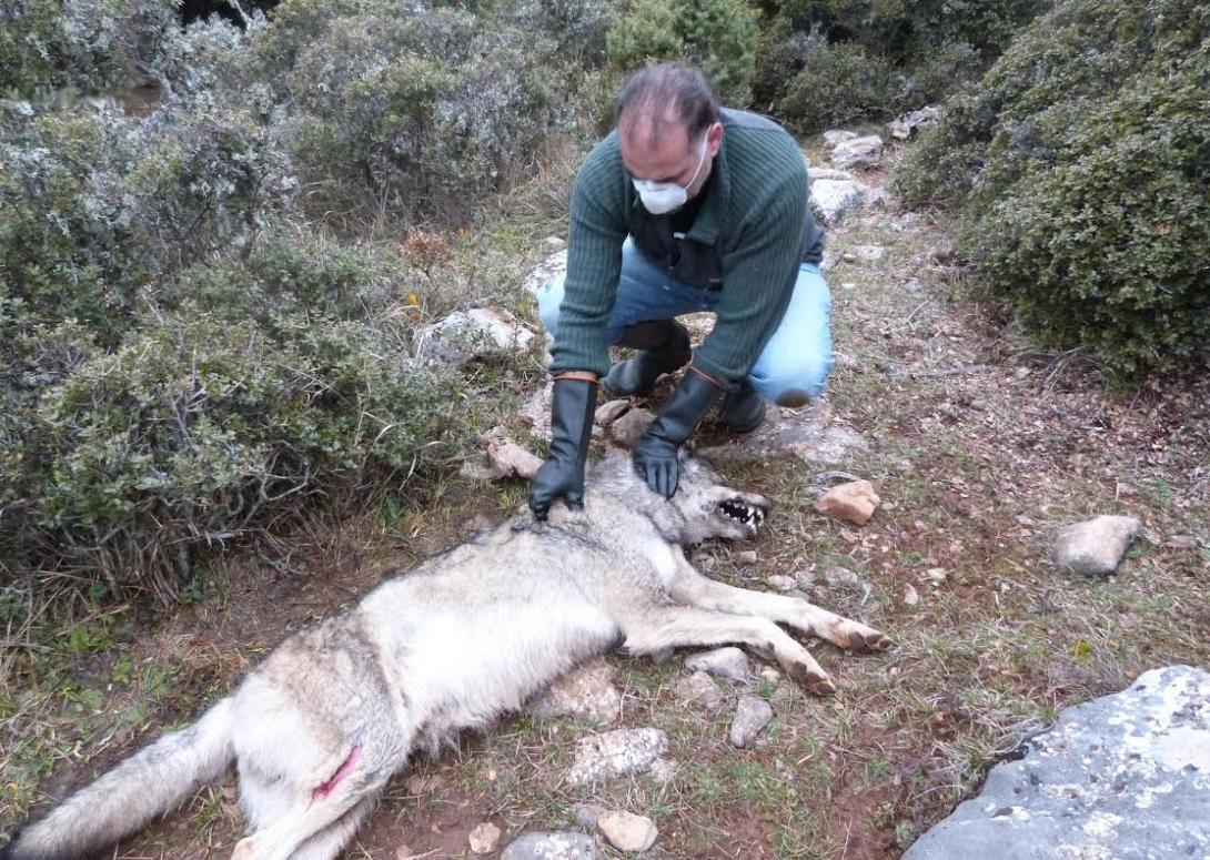 φόλα οροπέδιο