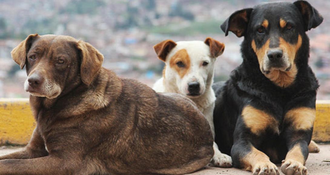 Ηράκλειο: Καταγγελίες για αδέσποτα με επιθετική συμπεριφορά - Καθησυχαστικός ο Δήμος