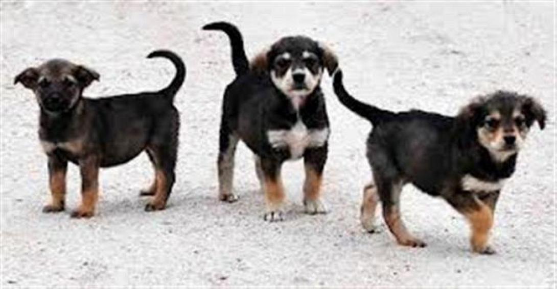 Μέτρα για τις υιοθεσίες ζώων, για να μειωθούν τα αδέσποτα, ζητά η Πανελλαδική Φιλοζωική και Περιβαλλοντική Ομοσπονδία