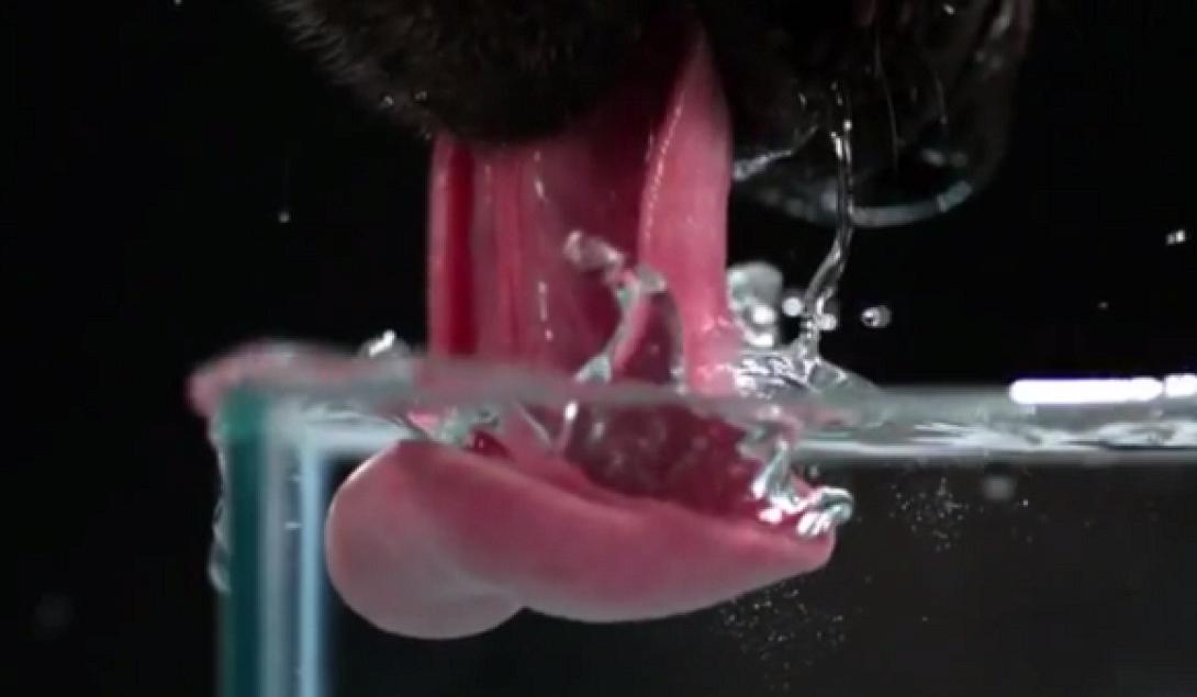 Όχι άλλα διψασμένα αδέσποτα γύρω μας (βίντεο)