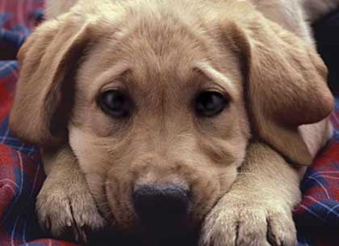 Χιλιάδες σκύλοι δηλητηριάστηκαν στις ΗΠΑ απο Κινέζικη τροφή