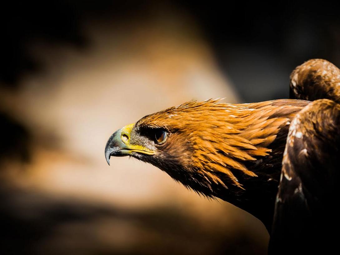Εκδήλωση για τα αρπακτικά πουλιά της Κρήτης στο Ηράκλειο