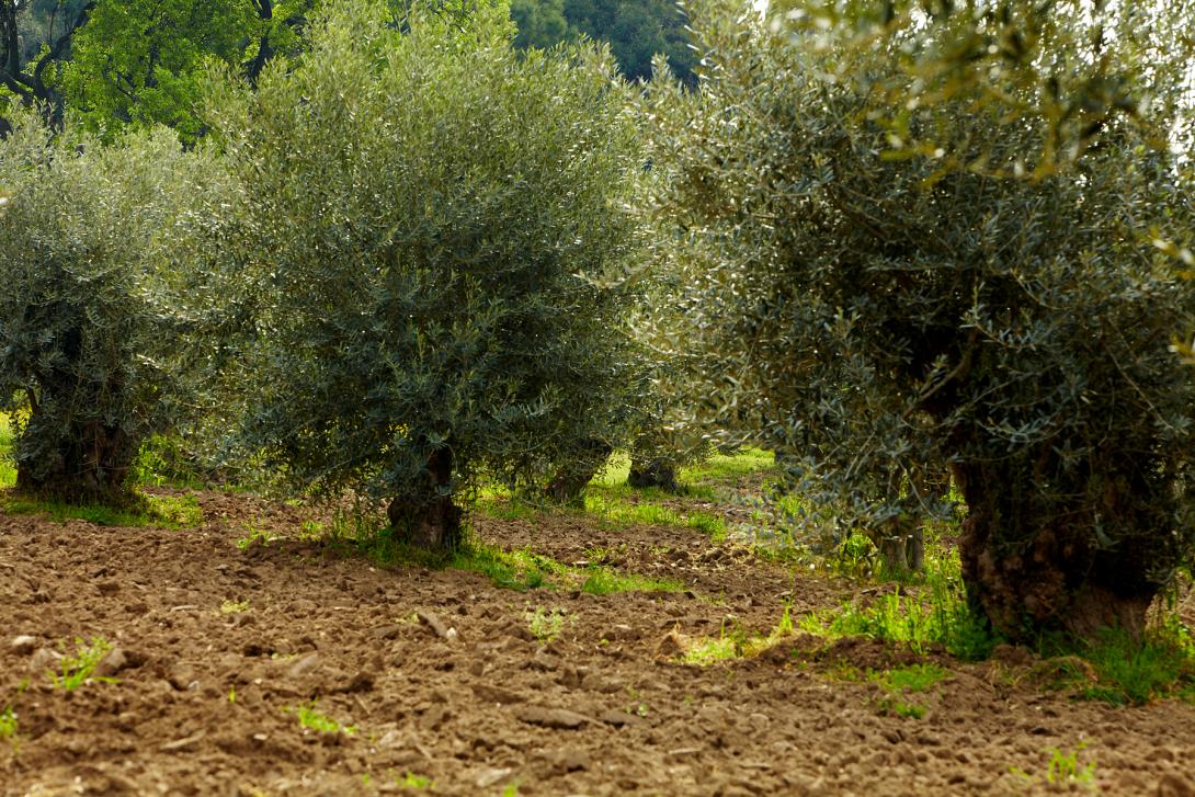 επιτραπέζια ελιά