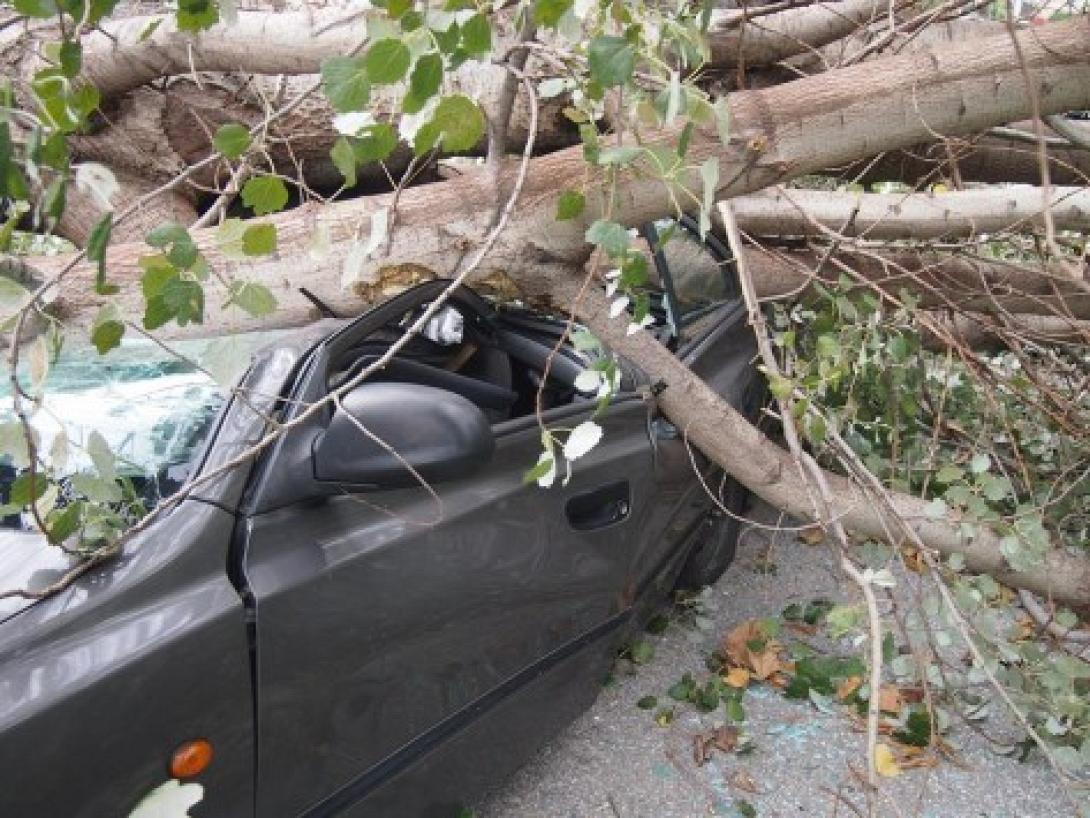 αυτοκίνητο δέντρο