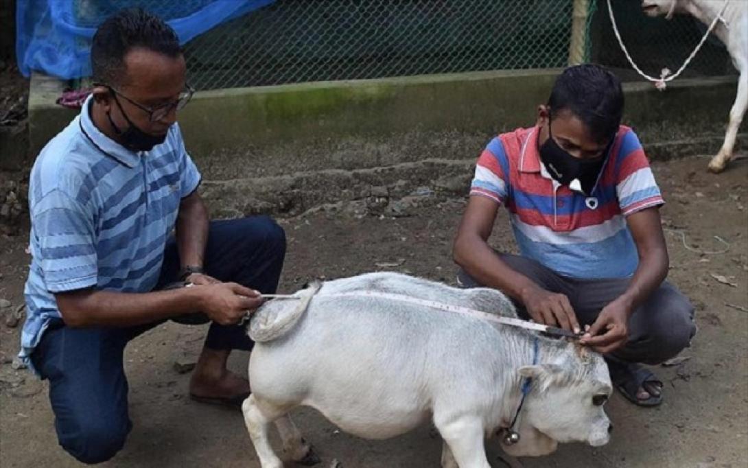 Αγελάδα νάνος 