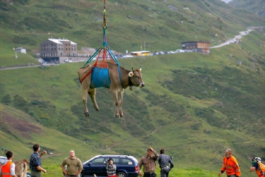 αγελάδα άλπεις