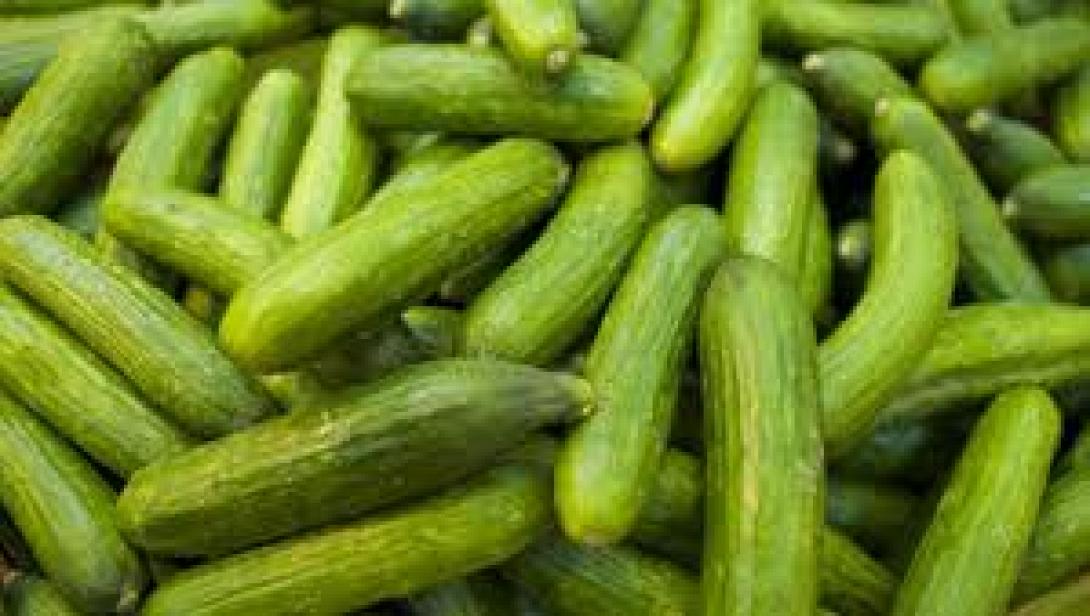 Για ζωοτροφή θα διατεθούν αύριο 20 τόνοι αγγούρια στο δημοπρατήριο Μοιρών