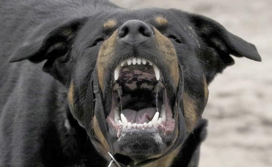 aggressive_rottweiler.jpg