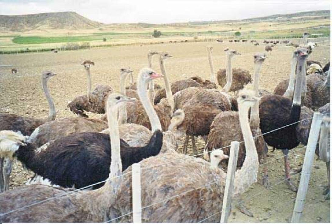 Επίθεση από....στρουθοκάμηλο δέχτηκαν δύο γυναίκες 