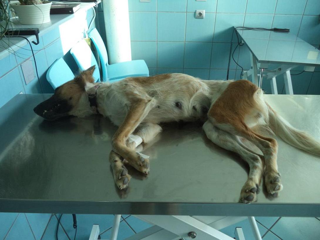 14χρονος από χωριό του Ηρακλείου κάνει ηλεκτροσόκ στα αδέσποτα!