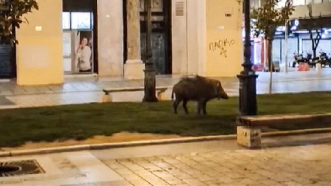 αγριογούρουνο