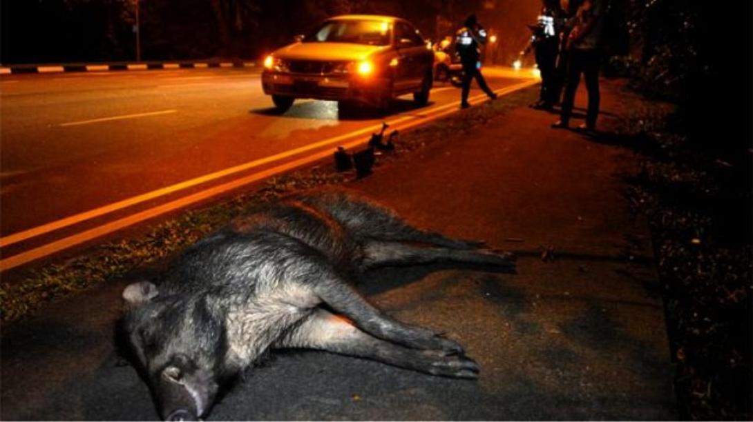 τροχαιο αγριογουρουνο.jpg