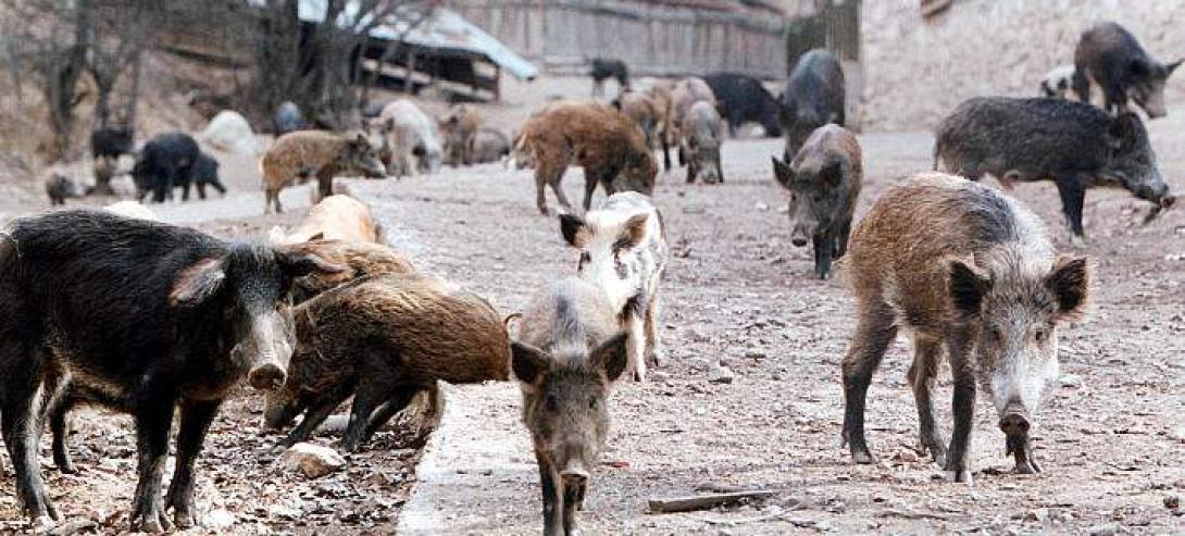 αγριογούρουνα