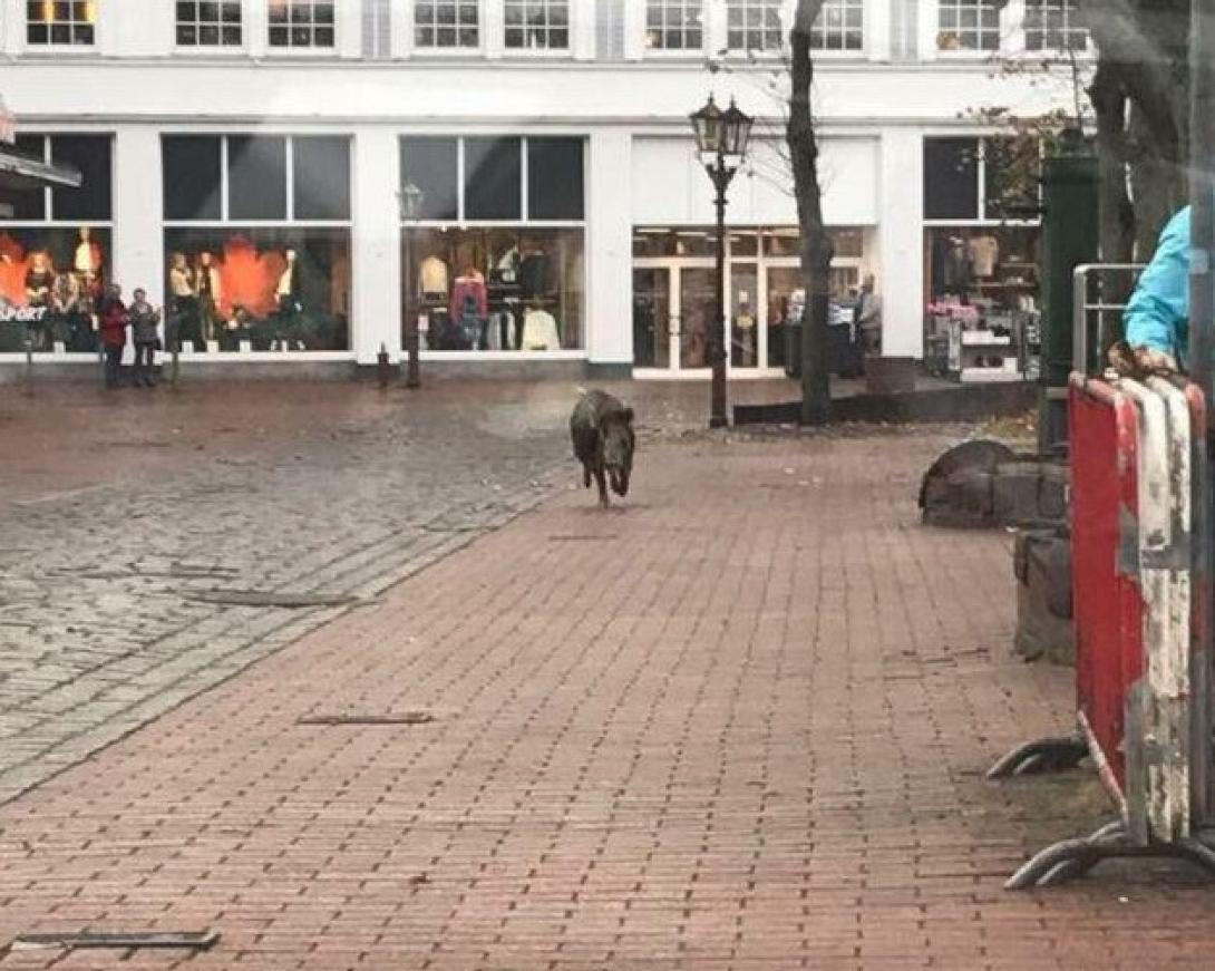 αγριογούρουνο γερμανία