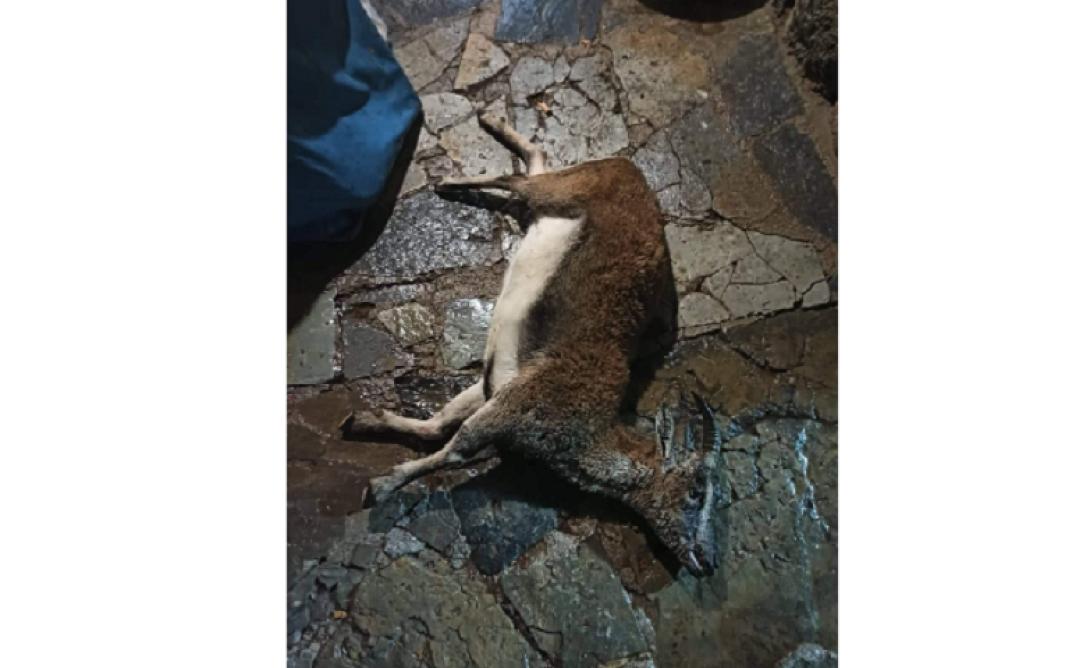 αγριοκάτσικο