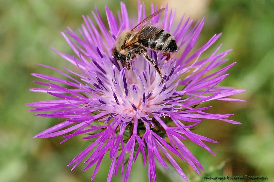 24 από τα πιο υπέροχα αγριολούλουδα της Κρήτης