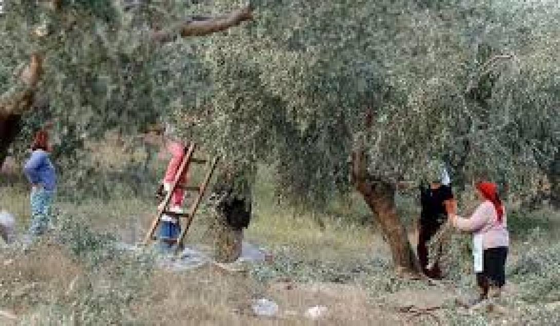  Τροπολογία με διευκολύνσεις για ενυπόθηκα δάνεια αγροτών προανήγγειλε ο υπουργός Αγροτικής Ανάπτυξης