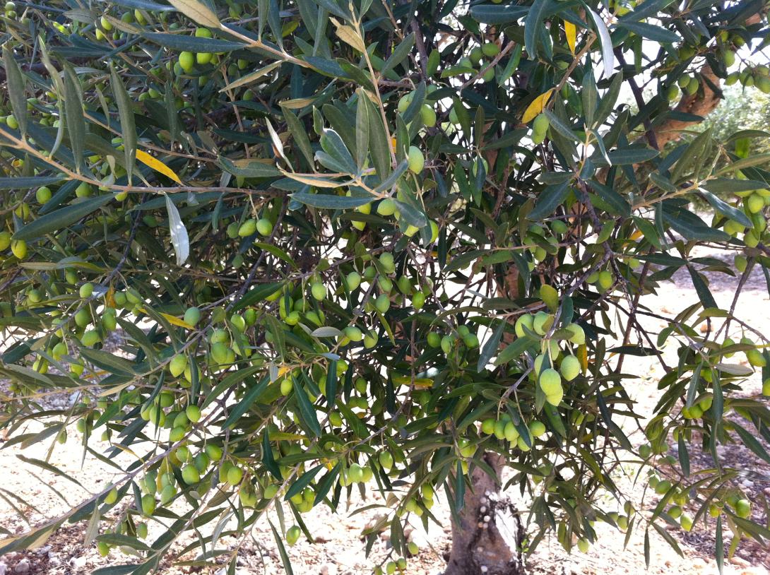 Δελεαστικές τιμές κοντά στα 3 ευρώ για το πρώτο λάδι της χρονιάς 