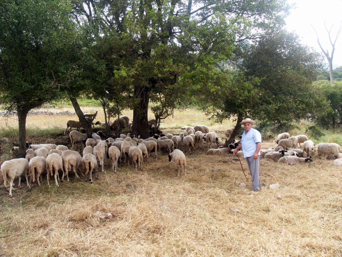 αιγοπρόβατα
