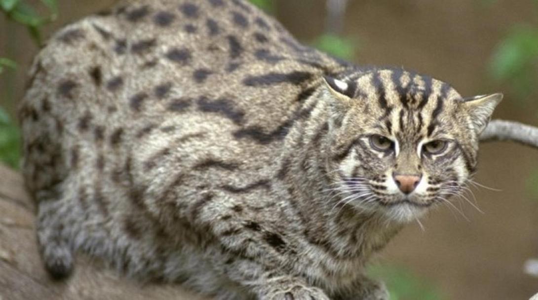 αιλουροειδες