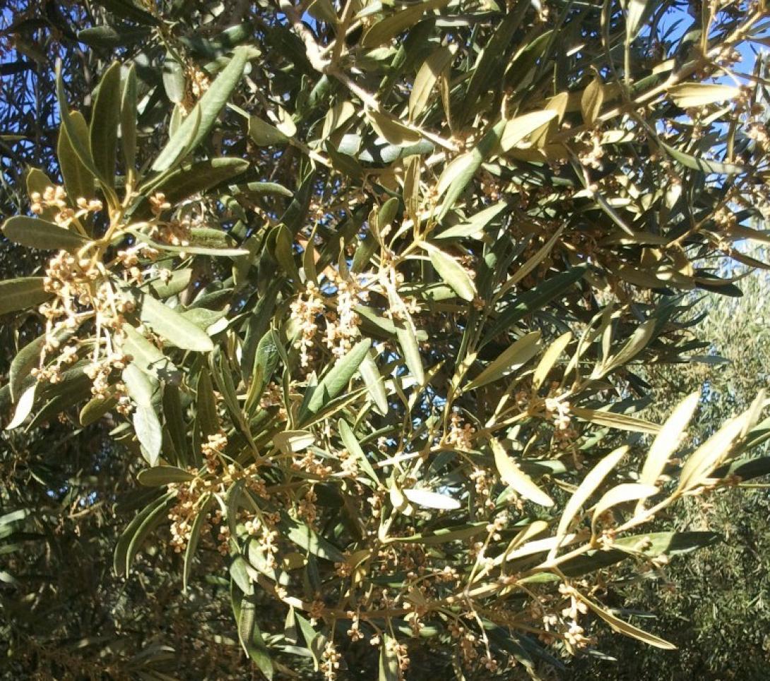 ΕΛΓΑ: Αναγκαίο το πράσινο φως από το Οικονομικών για την ακαρπία στις ελιές 