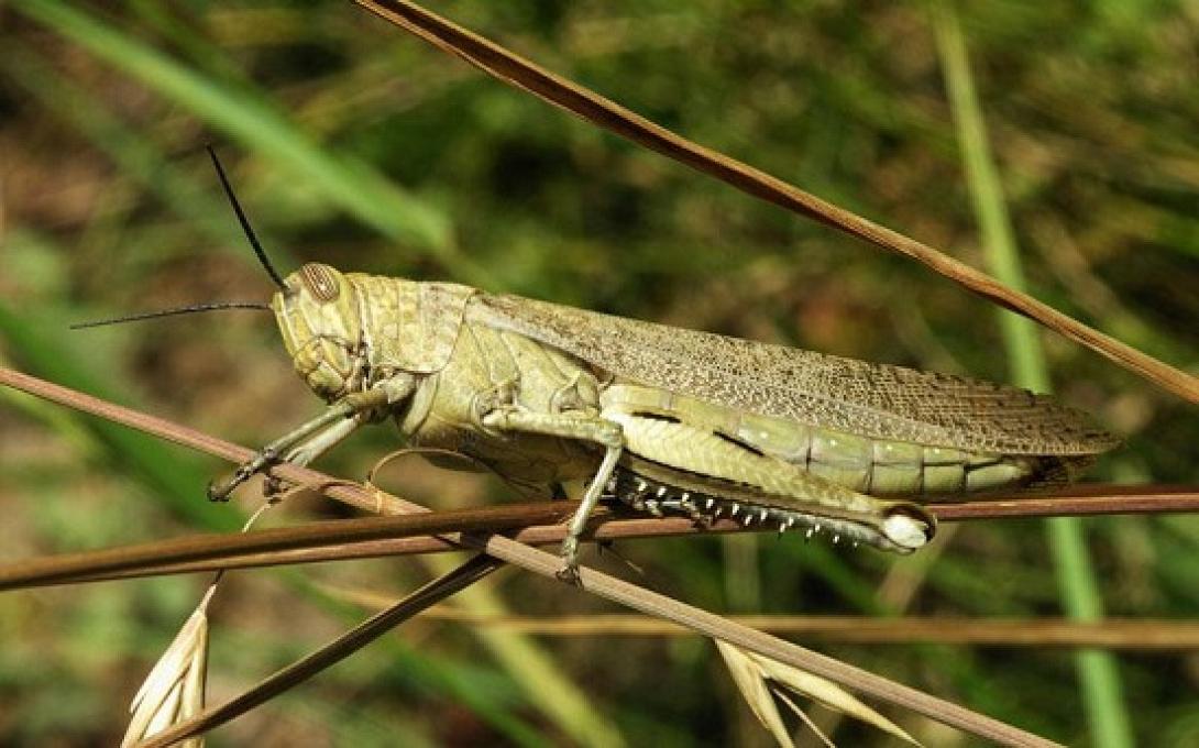 Σμήνη ακρίδων απειλούν καλλιέργειες στα Τρίκαλα