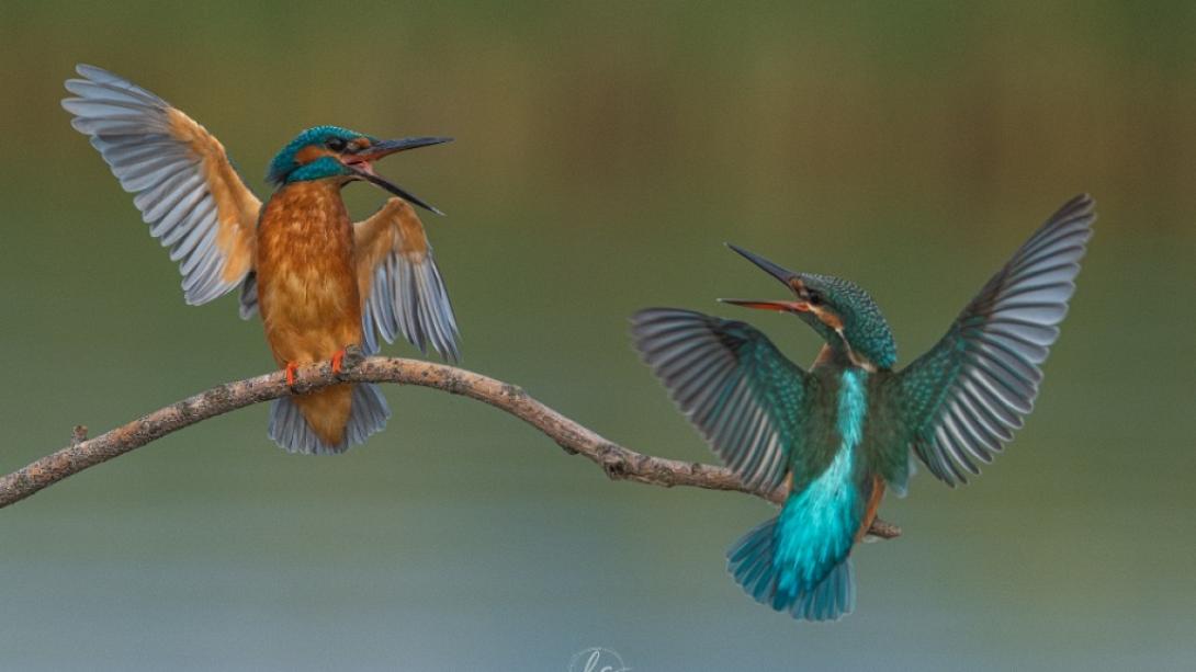 «Το καυγαδάκι των αλκυόνων» 