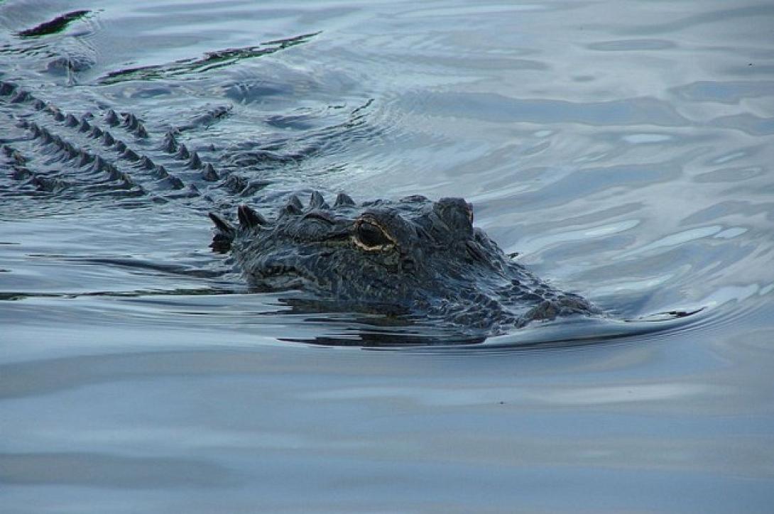 Κροκόδειλοι με... εργαλεία ;