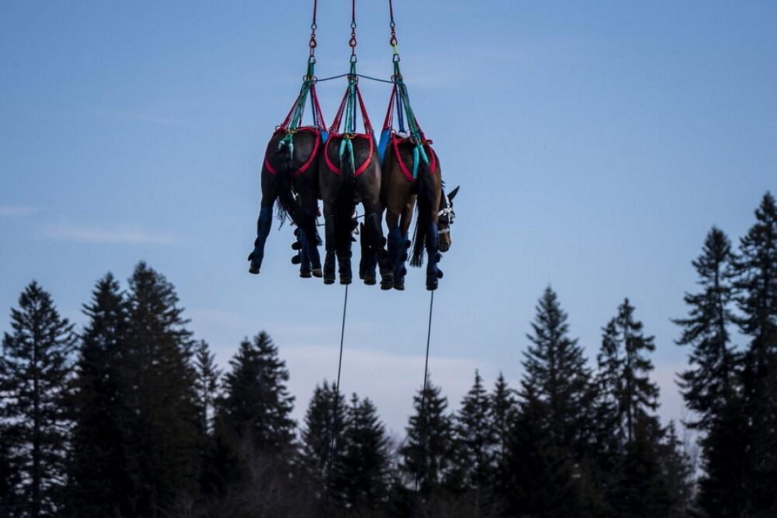 Τα τρία άλογα μεταφέρθηκαν με Super Puma της Ελβετικής Αεροπορίας σε κτηνιατρική κλινική
