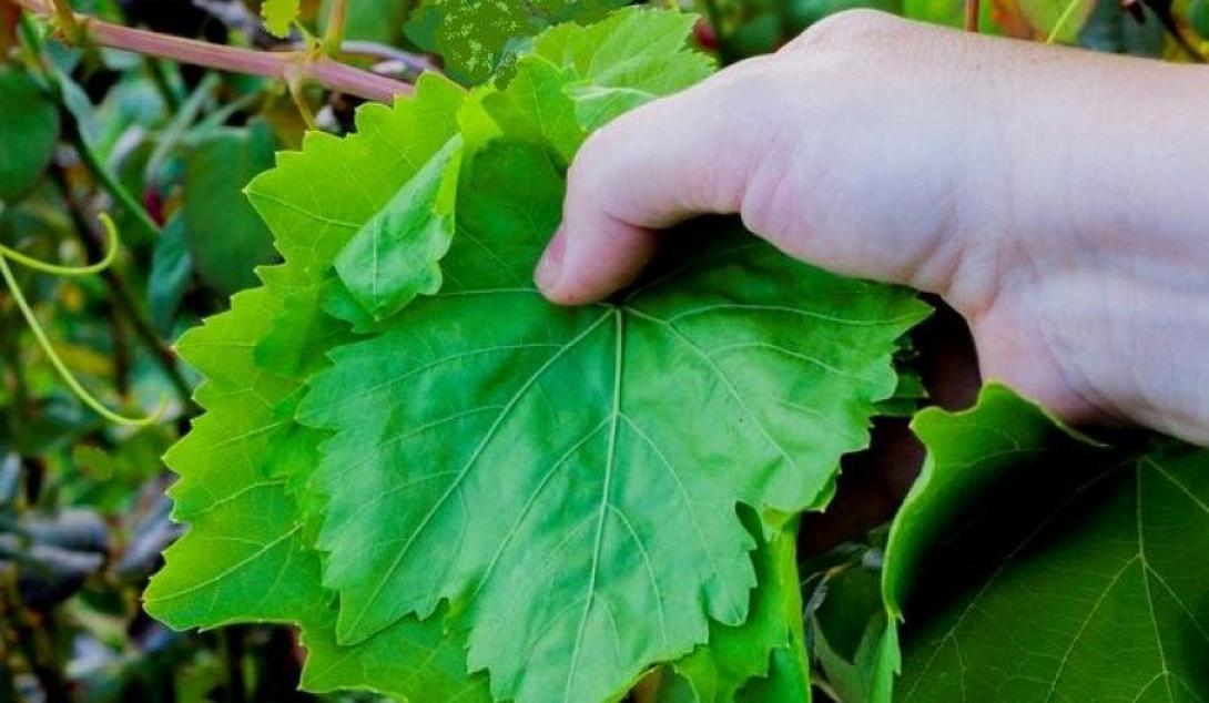 αμπελόφυλλα