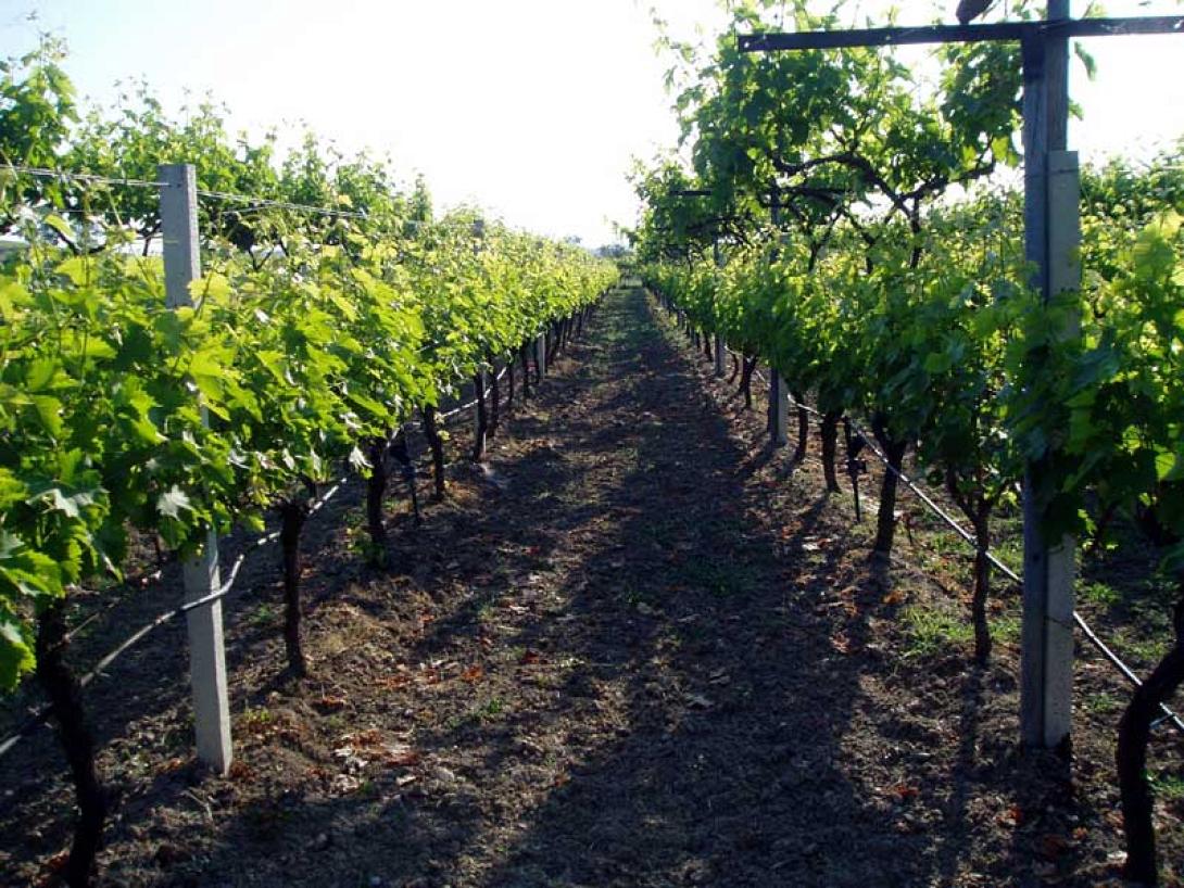 Παγετός και ζημιές στις καλλιέργειες στον Δήμο Μινώα Πεδιάδος