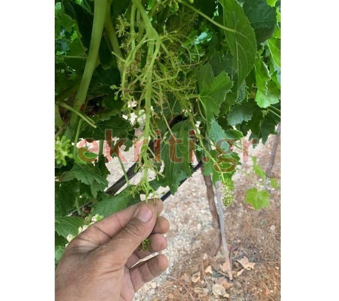 τεράστιες οι ζημιές στα αμπέλια