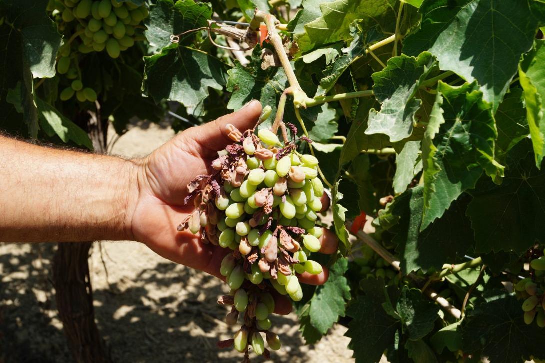 αμπέλια καύσωνας