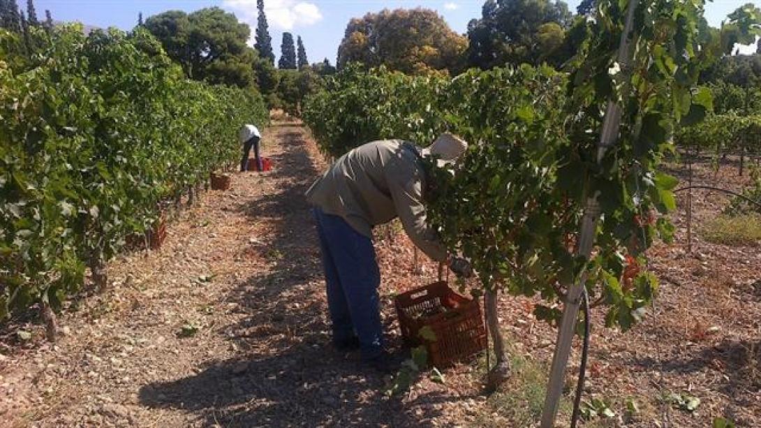 Χανιά: Ως τις 30 Νοεμβρίου οι Δηλώσεις Συγκομιδής Αμπελουργικών Προϊόντων  