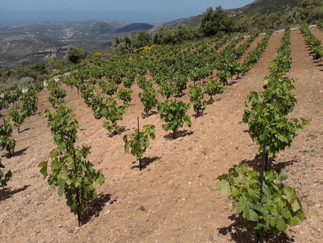 Χανιά: Διαδικασίες για τα δικαιώματα αναφύτευσης αμπελιών 