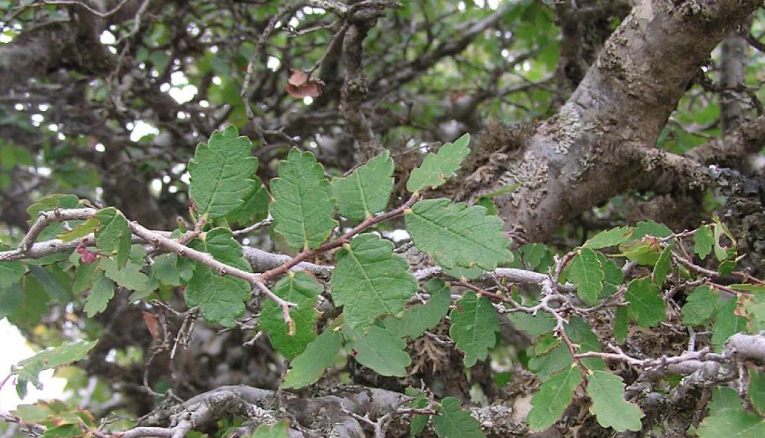 αμπελιτσιά