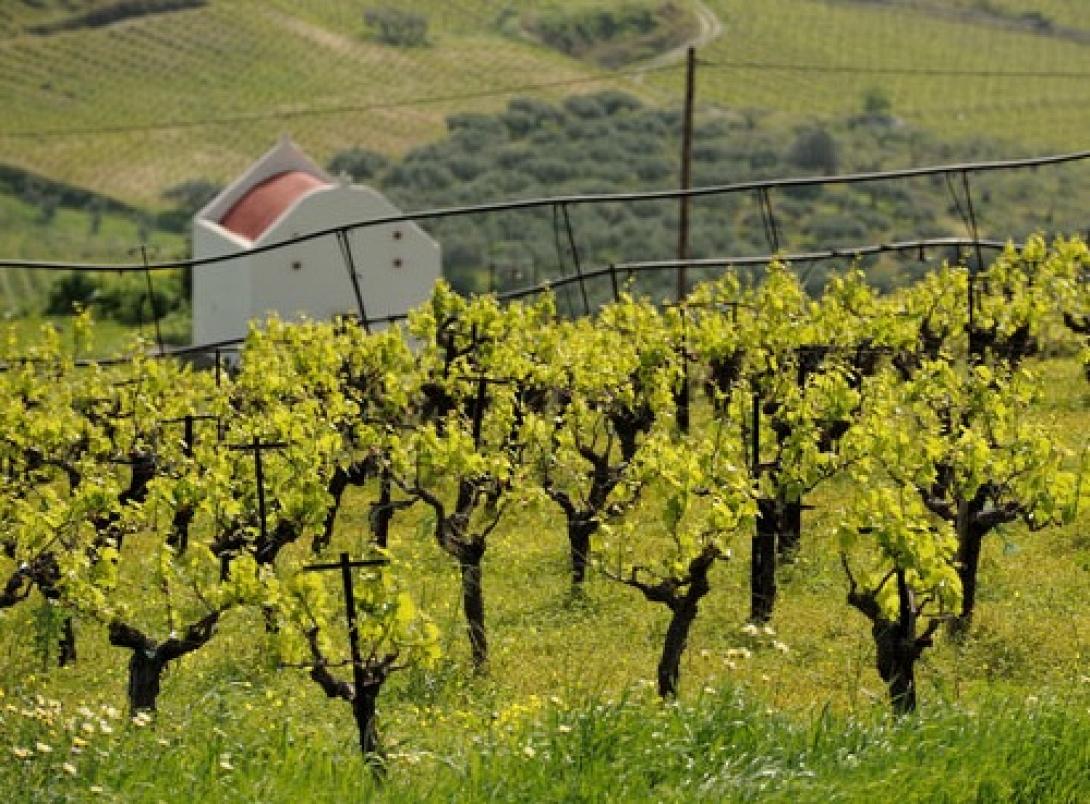 Η αναμπέλωση στο επίκεντρο σύσκεψης στην Περιφέρεια Κρήτης
