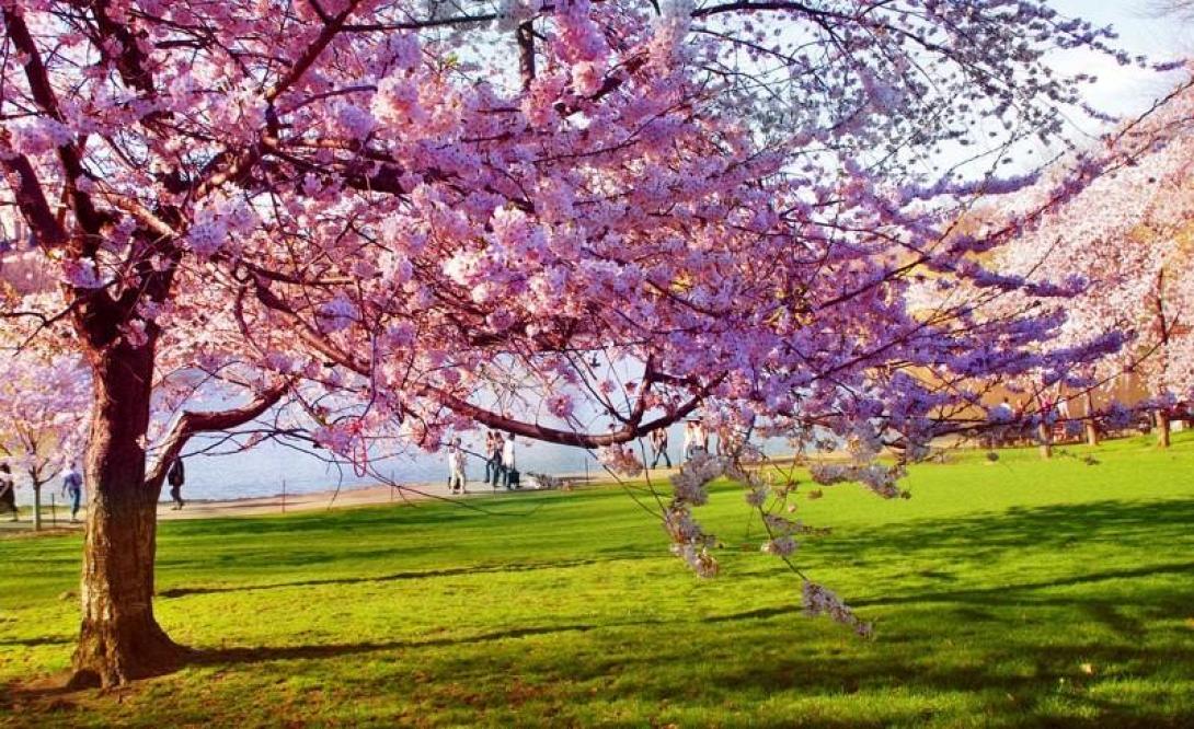 ανοιξη,αμυγδαλια