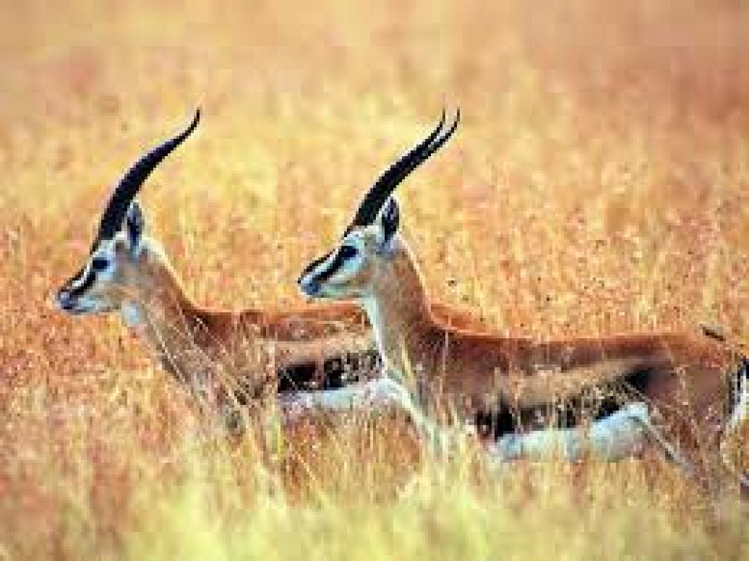 Ινδία: Αντιλόπες "φτιάχτηκαν" με παπαρουνόσπορο και κατέστρεψαν σπαρτά