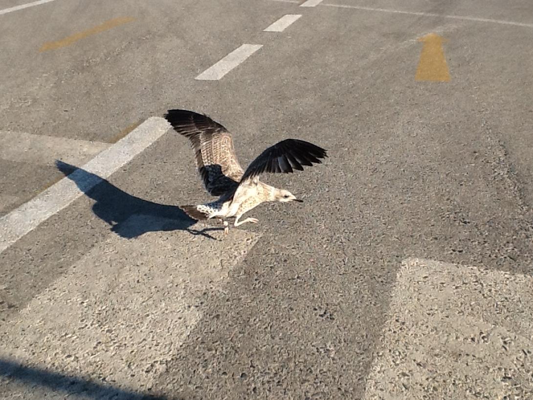 απελευθερωση πουλιων