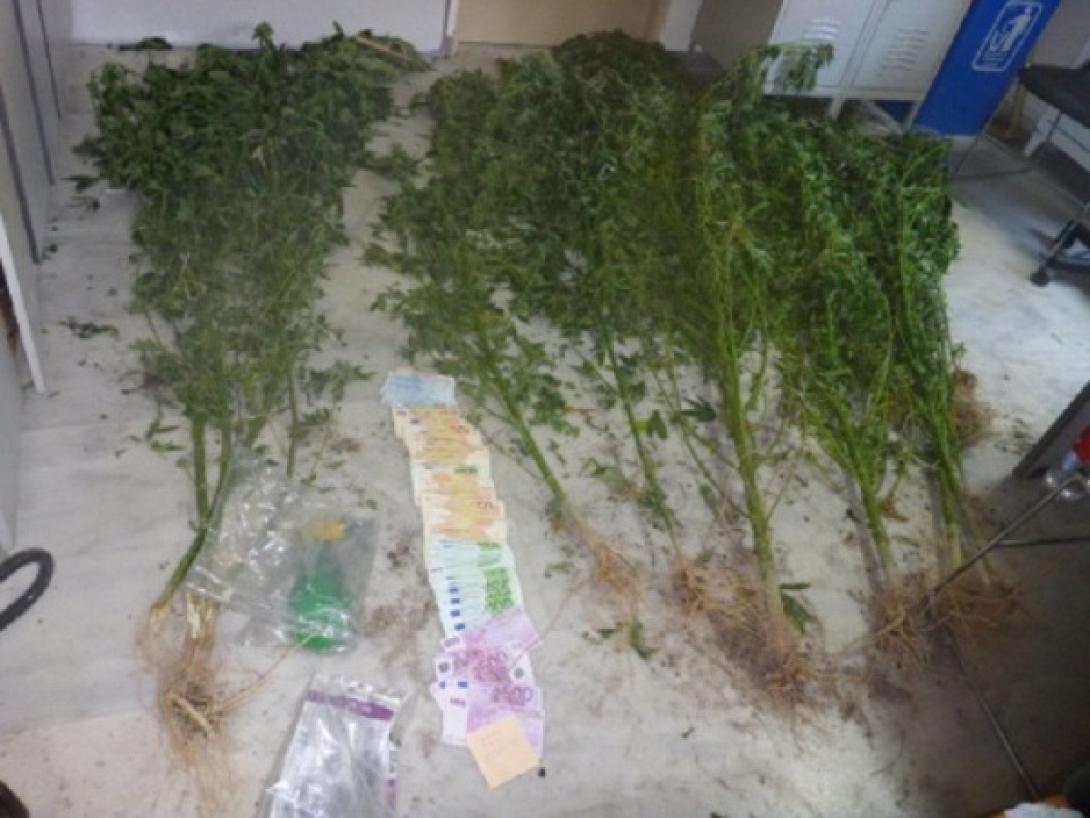 Χανιά: Τον έπιασαν την ώρα που φρόντιζε τα ..."φυτά" του (φωτογραφίες)