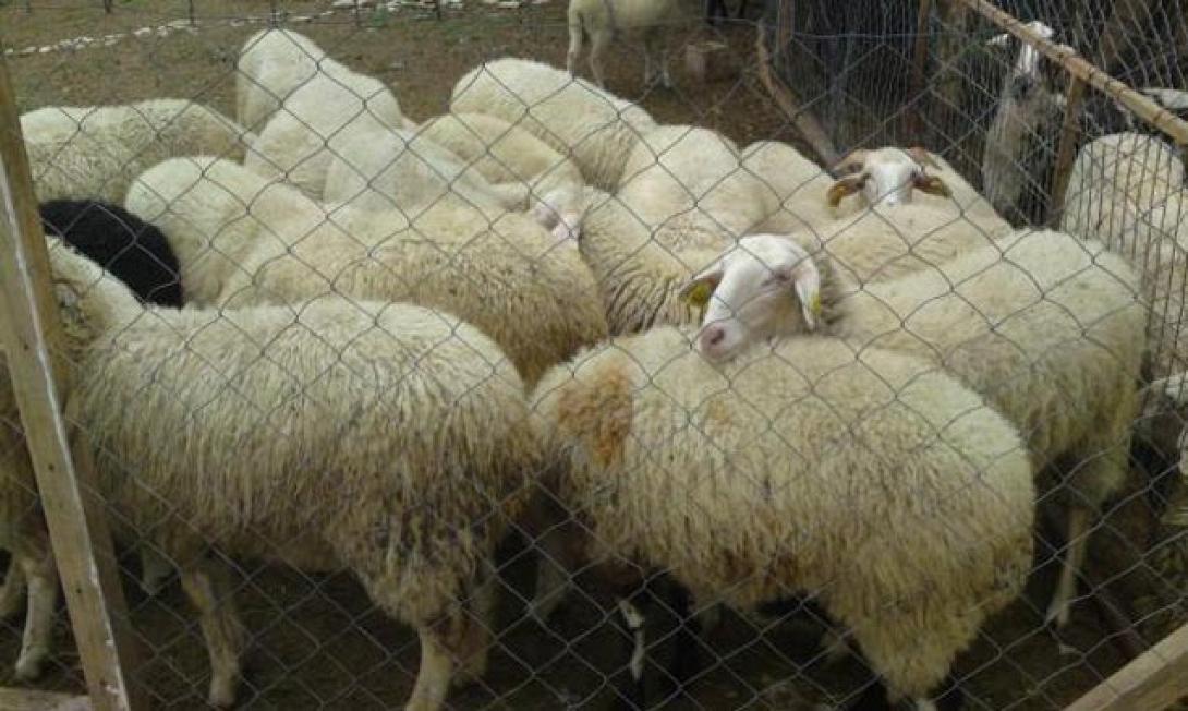 Ηράκλειο: Τους τσάκωσαν τα ΤΑΕ την ώρα που έκλεβαν τα ζώα!