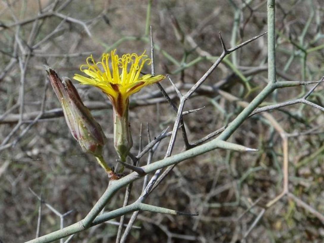Αρτεμισία: Το "θαυματουργό" φυτό της Κρήτης που σκοτώνει καρκινικά κύτταρα