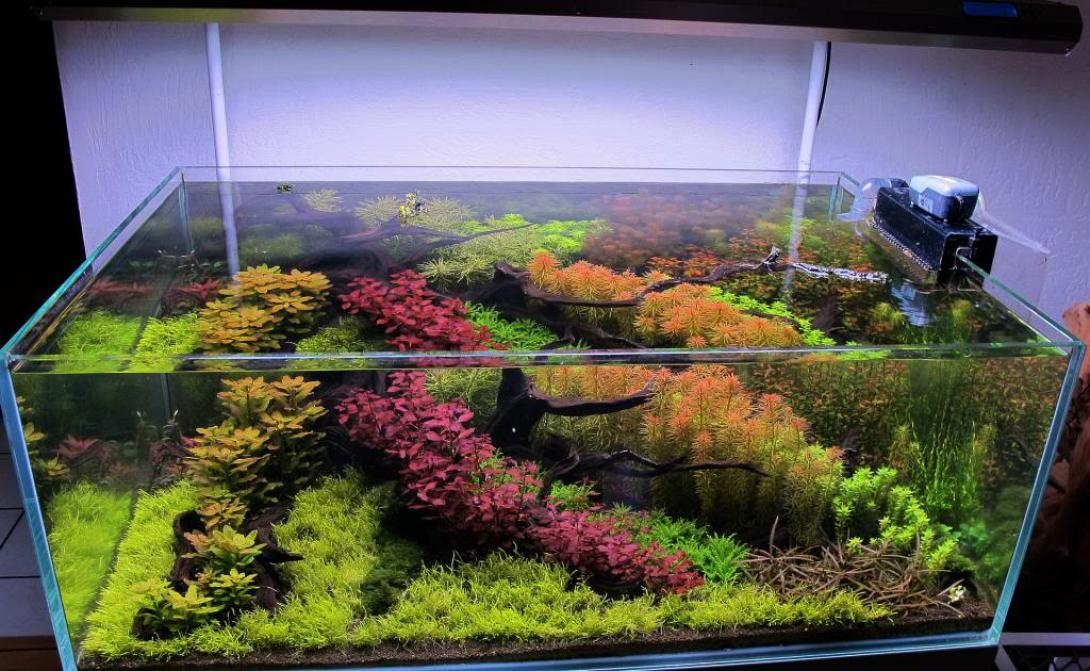 aquarium pantanal ενυδρειο βραζιλια