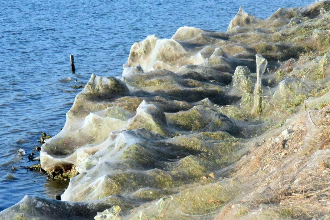 πέπλο αράχνης αιτωλικό
