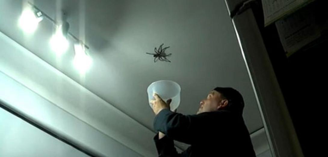 Βίντεο: Πώς να ΜΗΝ πιάσουμε μία αράχνη (βίντεο)