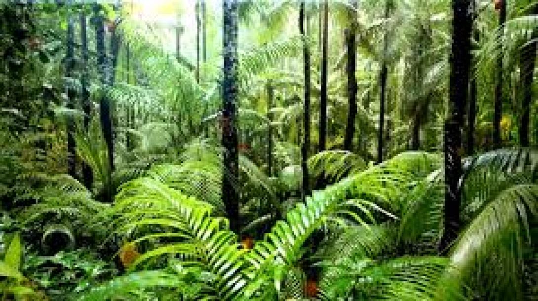 Δεν απορροφούν μεγάλες ποσότητες άνθρακα τα τροπικά δάση