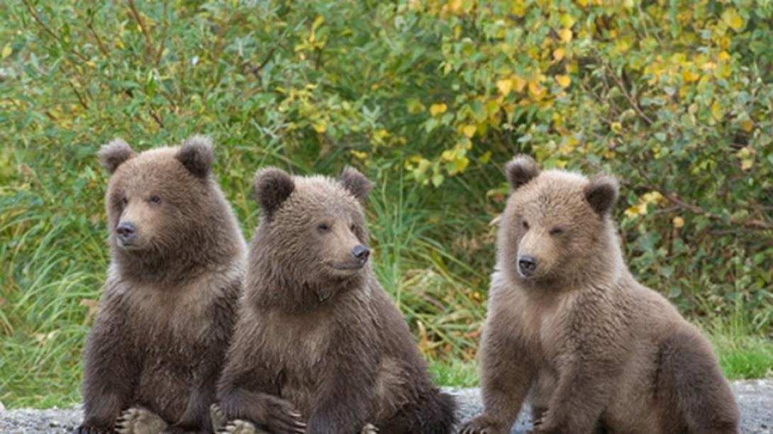 αρκουδάκια