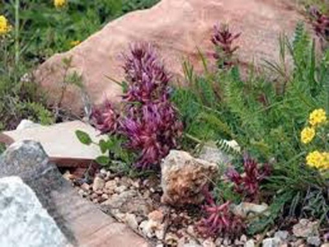 Σεμινάριο για τα αρωματικά φυτά στα Χανιά