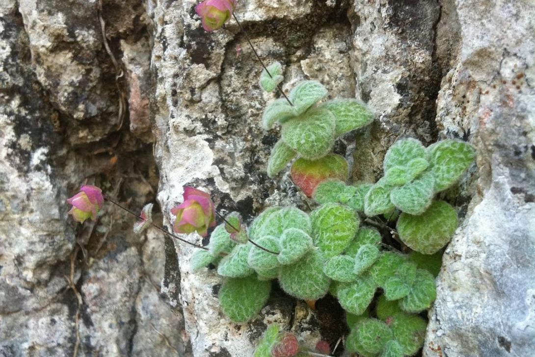 αρωματικά φυτα